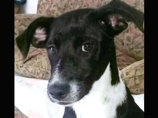 Cachorro ra a Vira lata idade 2 a 6 meses nome Sem nome