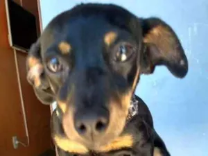 Cachorro raça Mestiça de Pintcher idade 1 ano nome Pretinha Carmem