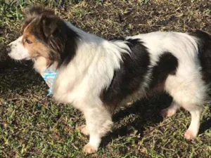 Cachorro raça SRD idade 2 anos nome Bento