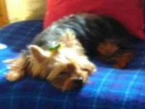 Cachorro raça RND idade 6 ou mais anos nome MEL
