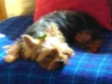 Cachorro ra a RND idade 6 ou mais anos nome MEL