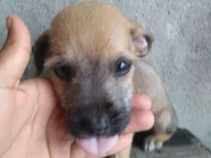 Cachorro raça Sem raça definida. idade Abaixo de 2 meses nome Filhotes