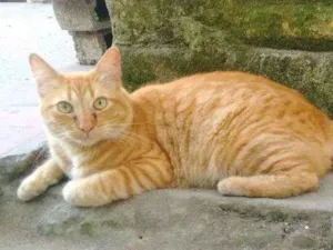Gato raça  idade 6 ou mais anos nome Peludão