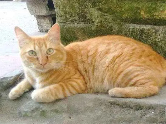 Gato ra a  idade 6 ou mais anos nome Peludão