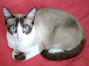 Gato raça  idade 1 ano nome Irmãos Sialatas