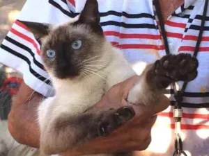 Gato raça  idade 3 anos nome Siamês