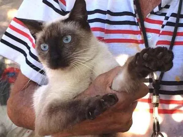 Gato ra a  idade 3 anos nome Siamês