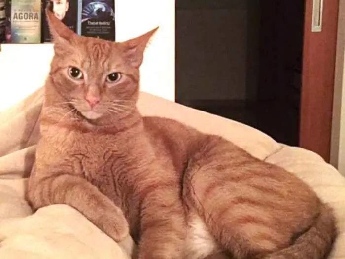 Gato ra a  idade 4 anos nome Gaspar & Romeu