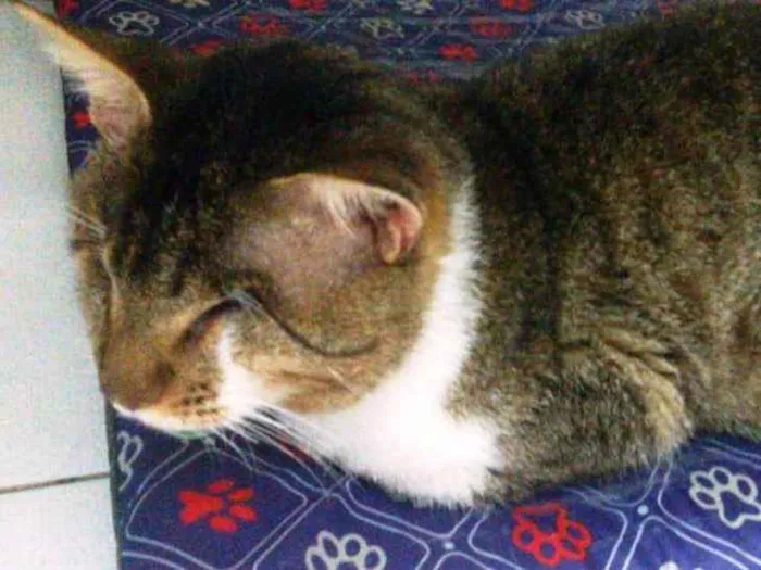 Gato ra a  idade 2 anos nome Vitório CEGO