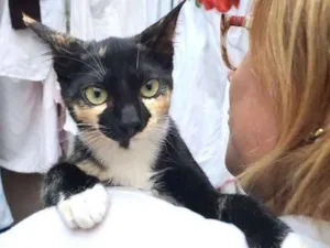 Gato raça  idade 2 a 6 meses nome Tricolorzinha