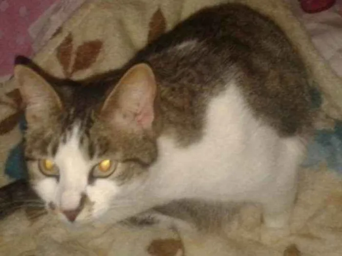Gato ra a  idade 6 ou mais anos nome Malu