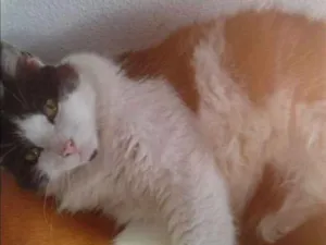 Gato raça  idade 6 ou mais anos nome Pepeu