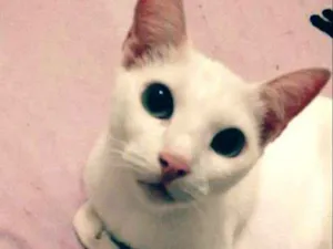 Gato raça  idade 6 ou mais anos nome Bolinha