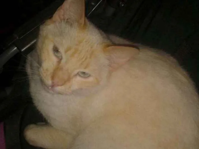 Gato ra a  idade 6 ou mais anos nome Mimi