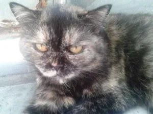 Gato raça  idade 6 ou mais anos nome Bebel