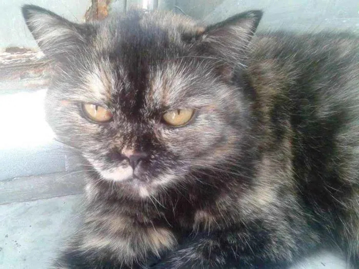 Gato ra a  idade 6 ou mais anos nome Bebel