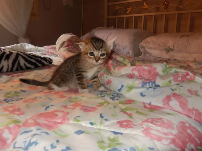Gato ra a misturado idade Abaixo de 2 meses nome ainda sem nome 