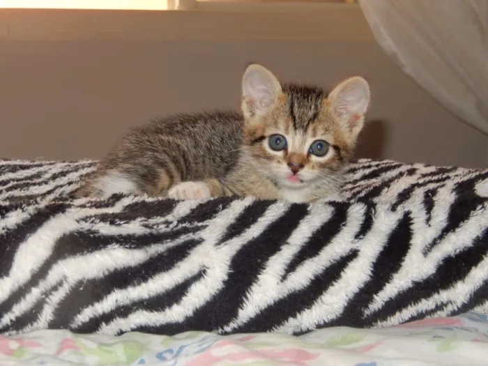 Gato ra a misturado idade Abaixo de 2 meses nome ainda sem nome 
