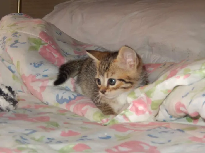 Gato ra a misturado idade Abaixo de 2 meses nome ainda sem nome 