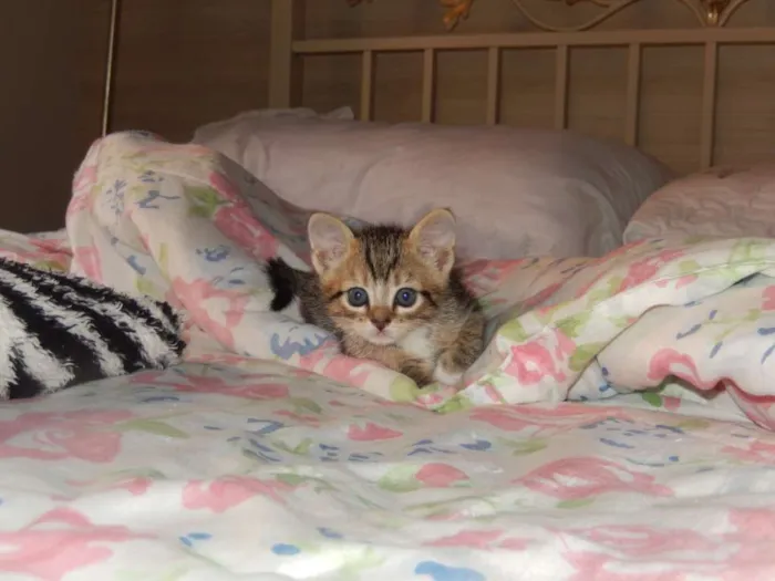 Gato ra a misturado idade Abaixo de 2 meses nome ainda sem nome 