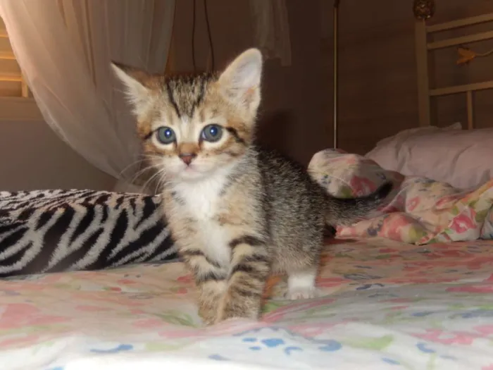Gato ra a misturado idade Abaixo de 2 meses nome ainda sem nome 