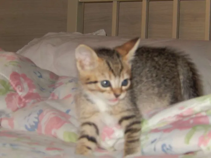 Gato ra a misturado idade Abaixo de 2 meses nome ainda sem nome 