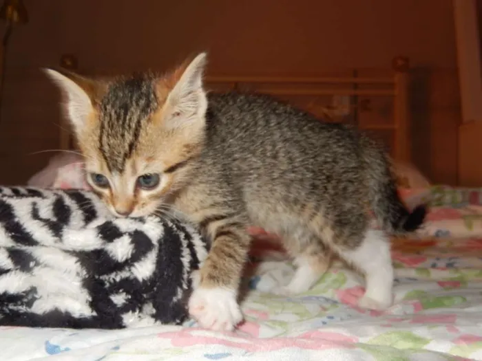 Gato ra a misturado idade Abaixo de 2 meses nome ainda sem nome 