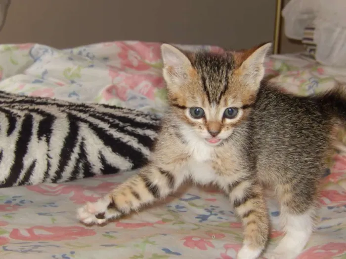 Gato ra a misturado idade Abaixo de 2 meses nome ainda sem nome 