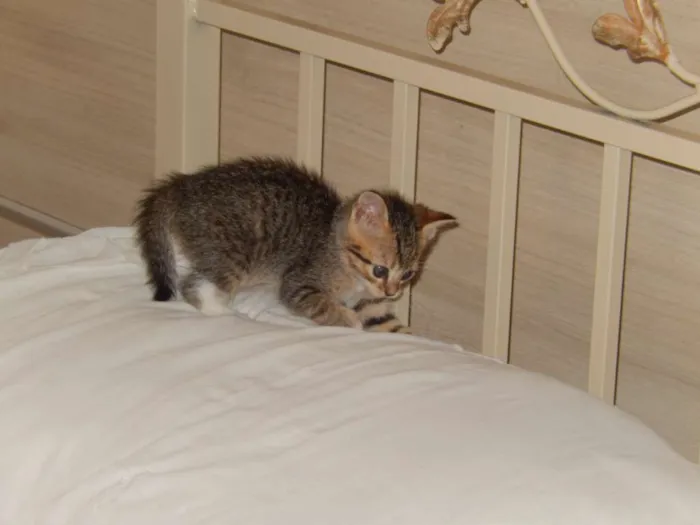 Gato ra a misturado idade Abaixo de 2 meses nome ainda sem nome 