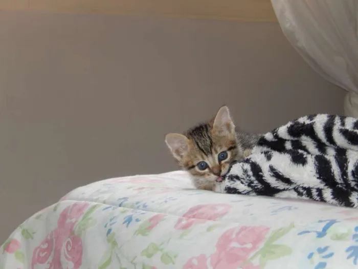 Gato ra a misturado idade Abaixo de 2 meses nome ainda sem nome 