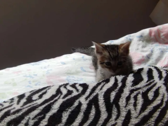 Gato ra a misturado idade Abaixo de 2 meses nome ainda sem nome 