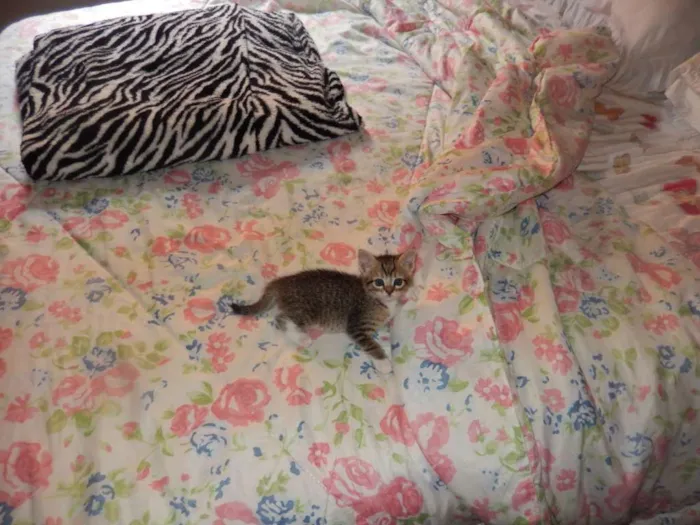 Gato ra a misturado idade Abaixo de 2 meses nome ainda sem nome 