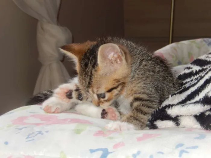 Gato ra a misturado idade Abaixo de 2 meses nome ainda sem nome 