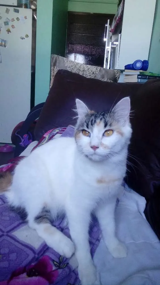 Gato ra a  idade 7 a 11 meses nome Lara