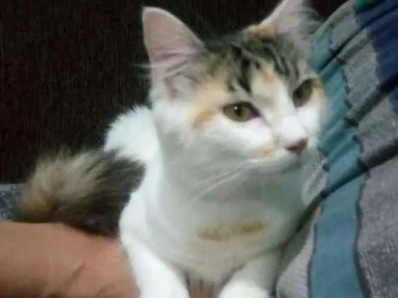 Gato ra a  idade 7 a 11 meses nome Lara