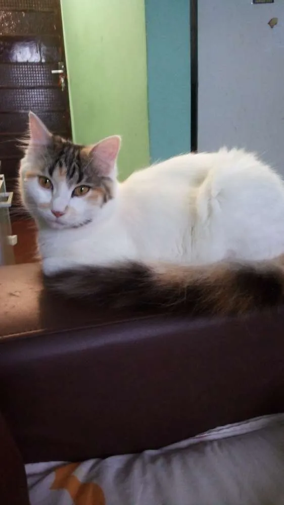 Gato ra a  idade 7 a 11 meses nome Lara