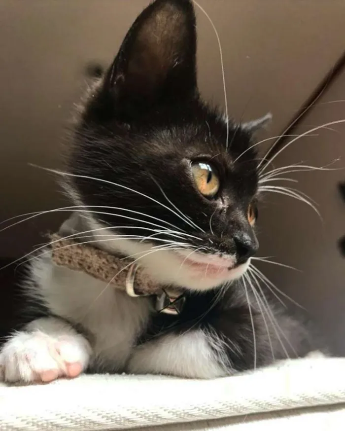 Gato raça SRD idade 2 a 6 meses nome Channel
