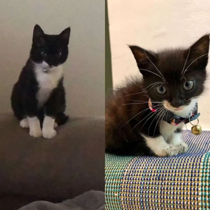 Gato raça SRD idade 2 a 6 meses nome Channel