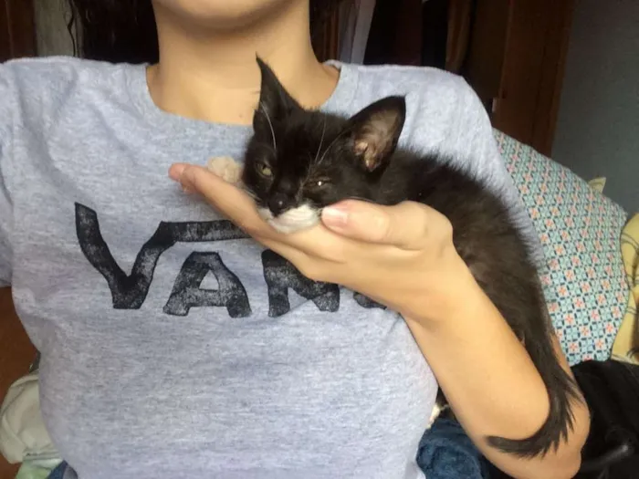 Gato raça SRD idade 2 a 6 meses nome Channel