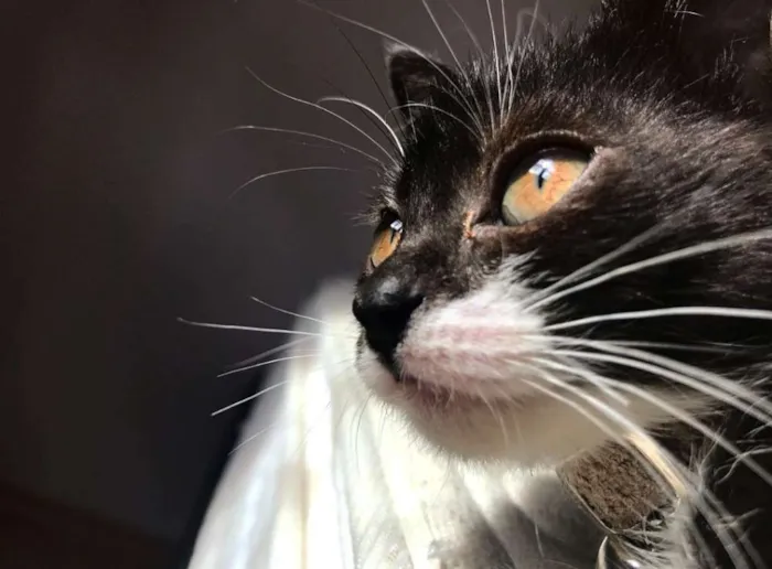 Gato raça SRD idade 2 a 6 meses nome Channel