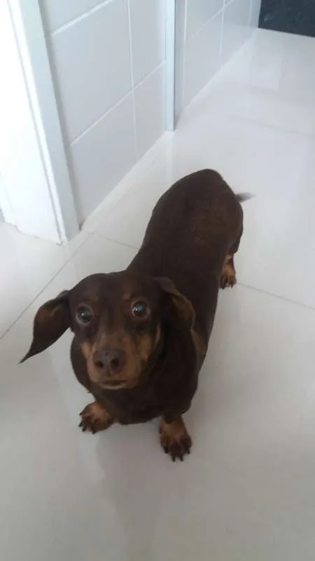 Cachorro ra a dachshund idade 6 ou mais anos nome Flor