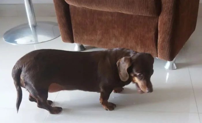 Cachorro ra a dachshund idade 6 ou mais anos nome Flor