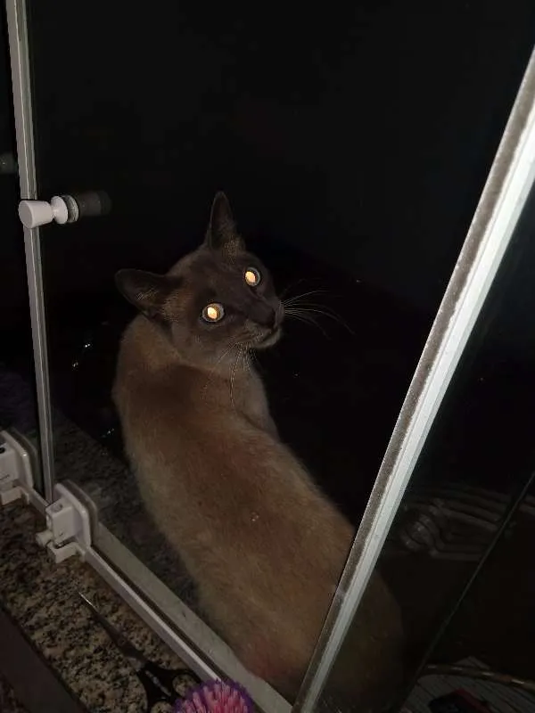 Gato ra a Siamês idade 7 a 11 meses nome Não tem Nome