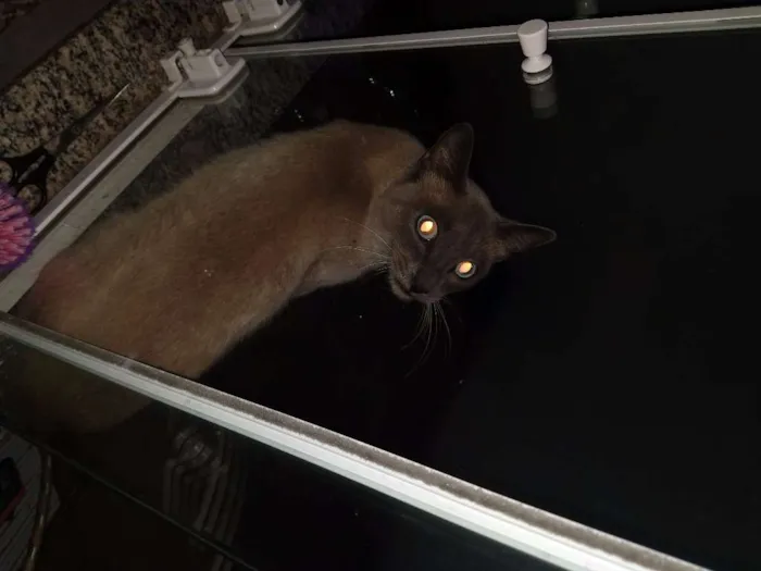 Gato ra a Siamês idade 7 a 11 meses nome Não tem Nome