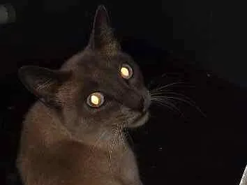Gato ra a Siamês idade 7 a 11 meses nome Não tem Nome