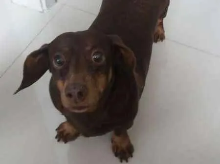 Cachorro ra a dachshund idade 6 ou mais anos nome Flor
