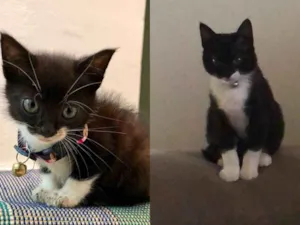 Gato raça SRD idade 2 a 6 meses nome Channel