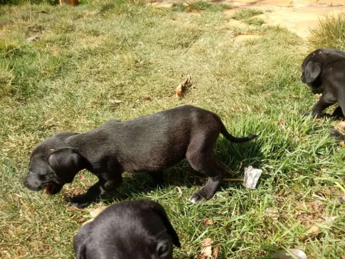 Cachorro ra a Weimaraner idade Abaixo de 2 meses nome Nao tem