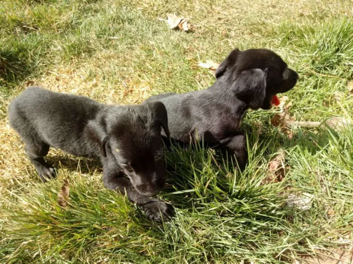 Cachorro ra a Weimaraner idade Abaixo de 2 meses nome Nao tem