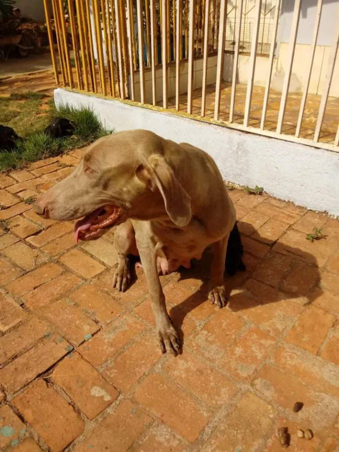 Cachorro ra a Weimaraner idade Abaixo de 2 meses nome Nao tem